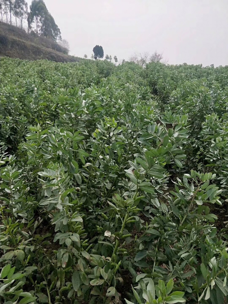 热卖！四川胡豆，蚕豆每天现摘现发。保质，保量。