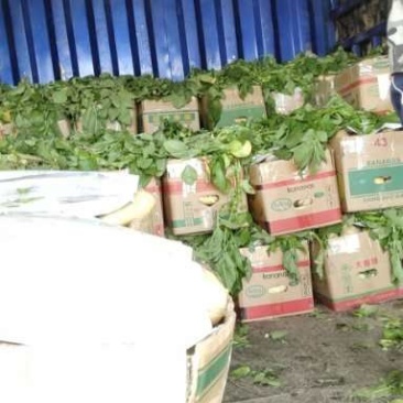 新土豆大棚的五一前后量大