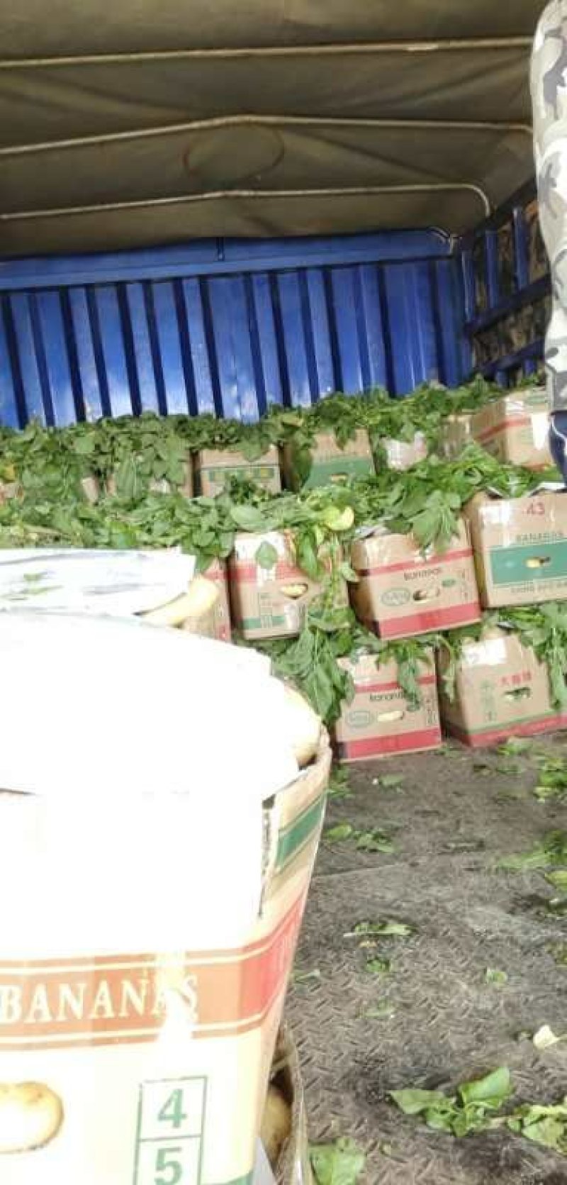 新土豆大棚的五一前后量大