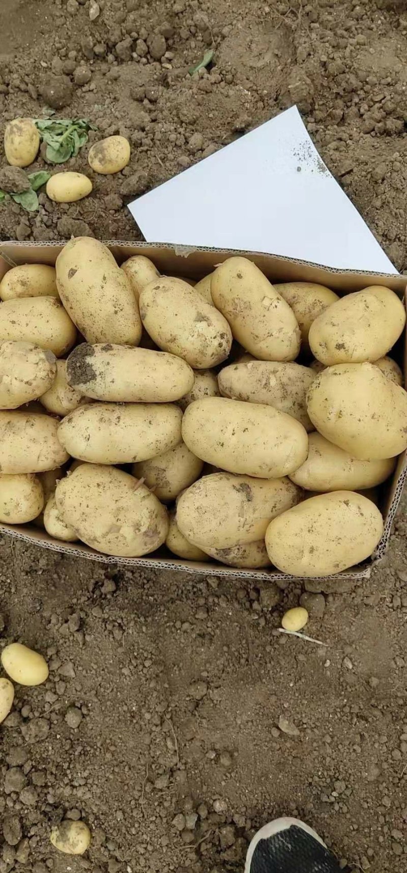 新土豆大棚的五一前后量大