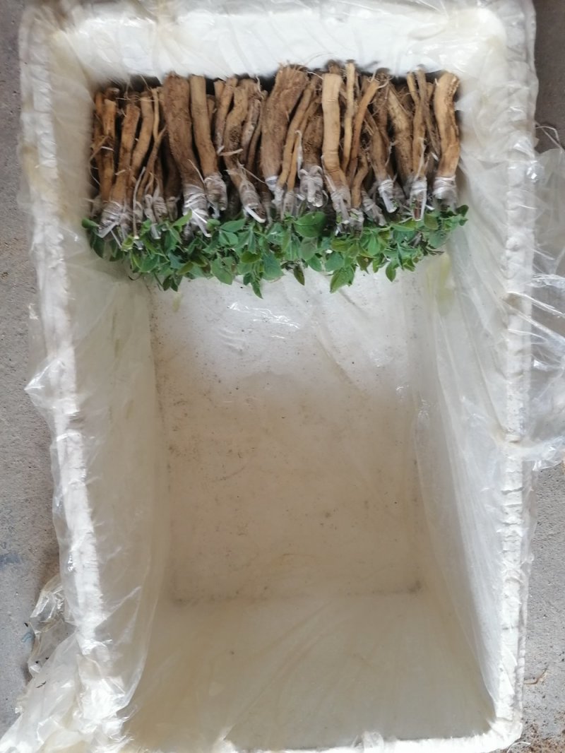 金银花花王嫁接种苗（寸苗）湖南邵阳隆回