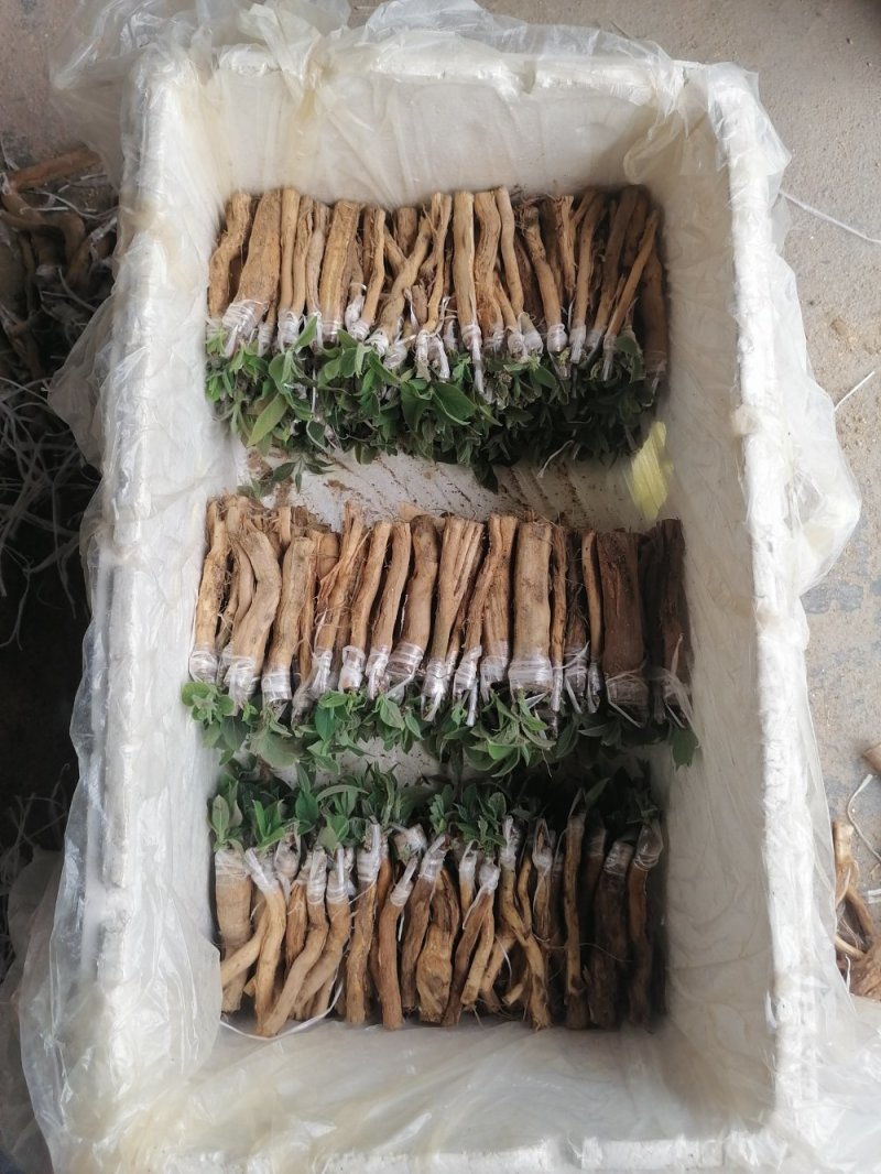金银花花王嫁接种苗（寸苗）湖南邵阳隆回