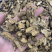 苍术正品内蒙苍术无硫磺熏蒸一公斤起批
