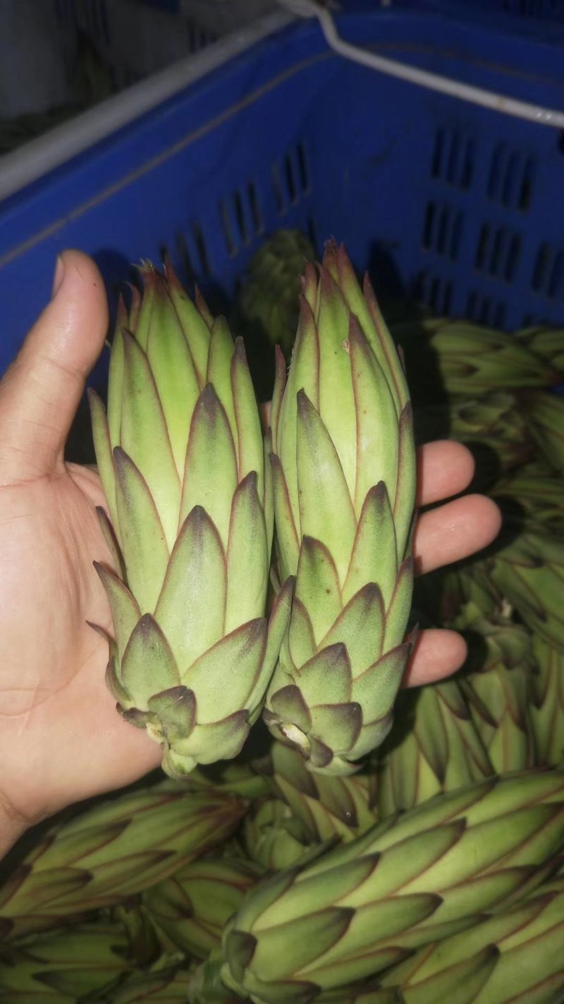 霸王花产地直发精品霸王花价格美丽，常年有货