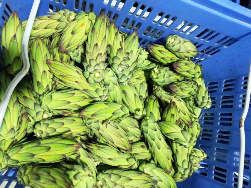 霸王花产地直发精品霸王花价格美丽，常年有货
