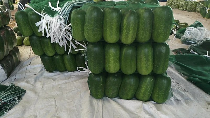 吊冬瓜精品上架吊冬瓜大量供应，质优价廉欢迎光临