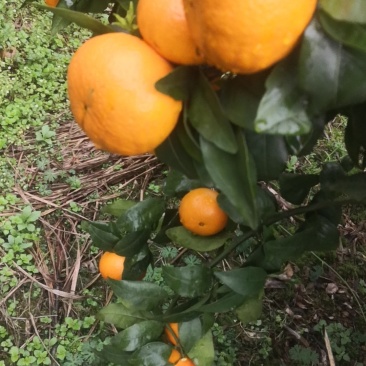沃柑