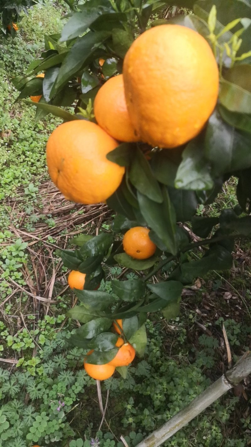 沃柑
