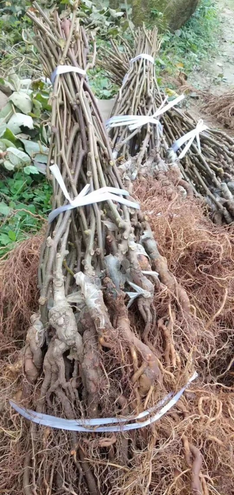 广西灵山红心猕猴桃苗品种纯正，产量高，成活率高，根系发达