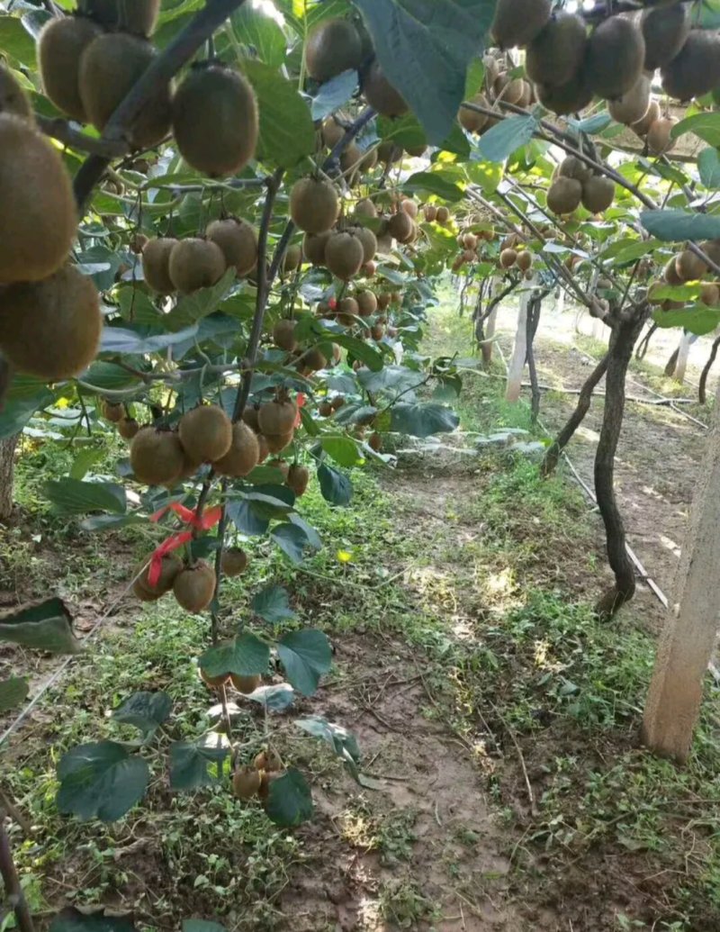 广西灵山红心猕猴桃苗品种纯正，产量高，成活率高，根系发达