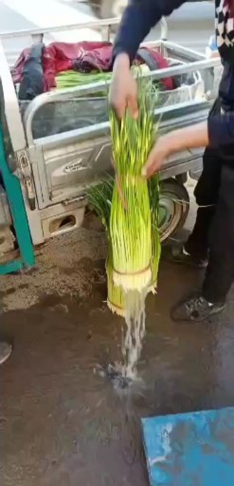 丰县基地直发精品蒜薹量大今日可发车9.6米的车