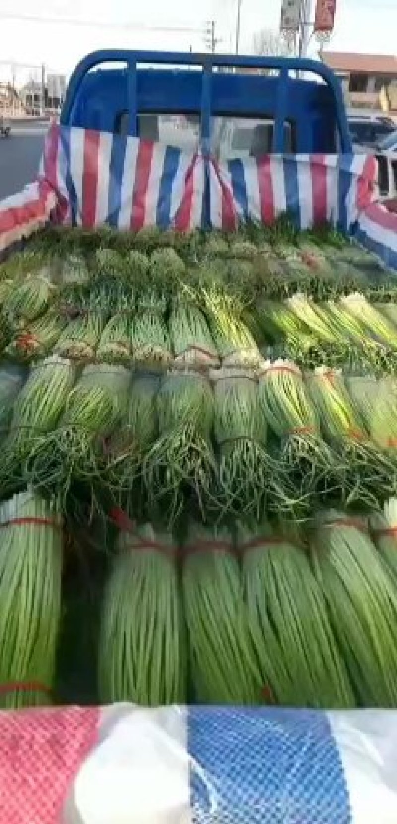 丰县基地直发精品蒜薹量大今日可发车9.6米的车