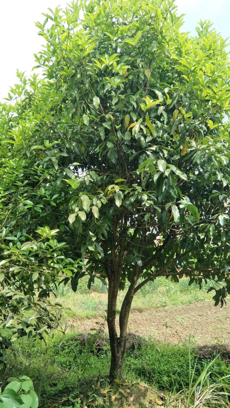 【桂花树】桂花树5—20公分绿化苗木全冠.占地都有