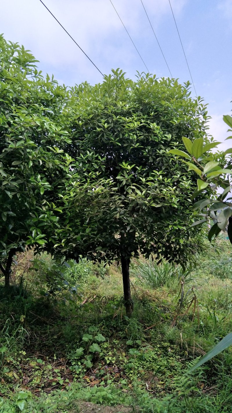 【桂花树】桂花树5—20公分绿化苗木全冠.占地都有