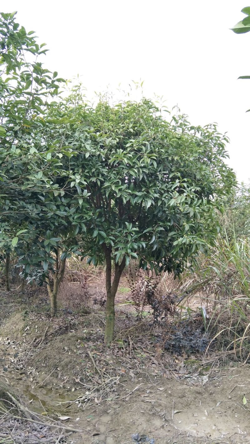 【桂花树】桂花树5—20公分绿化苗木全冠.占地都有