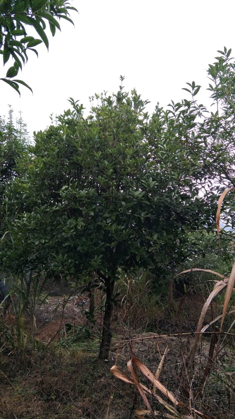 【桂花树】桂花树5—20公分绿化苗木全冠.占地都有
