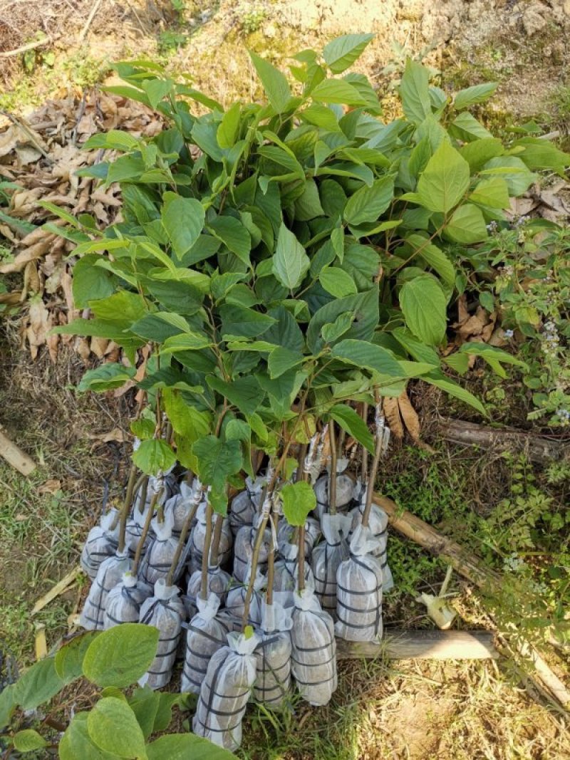 拐枣树，又名万寿果，果子可以当鲜果。可泡酒苗圃直销