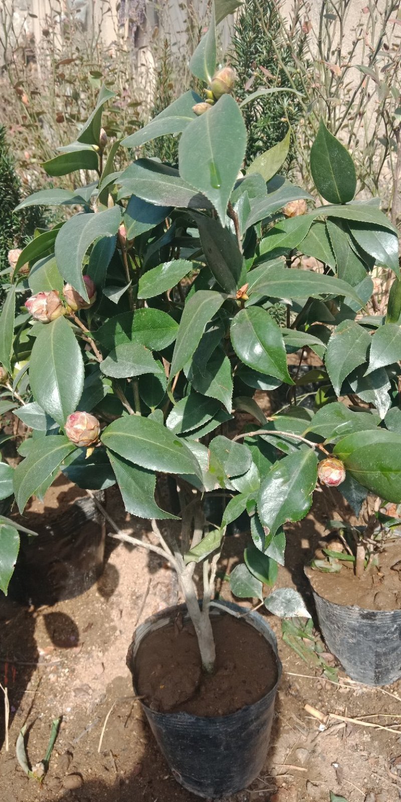 香妃茶花盆栽花苗带花苞树苗四季浓香型花卉耐寒花卉开花不断