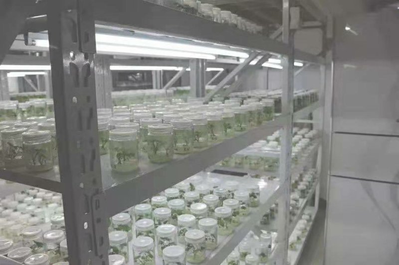 供应脱毒红薯苗西瓜红，批发价格便宜农科院定点培育基地