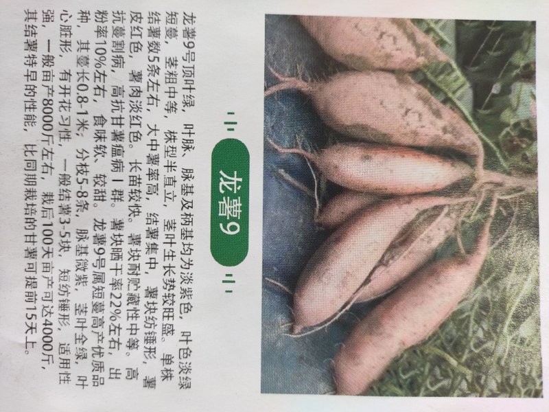 供应脱毒红薯苗商薯19批发价格便宜农科院定点培育基地
