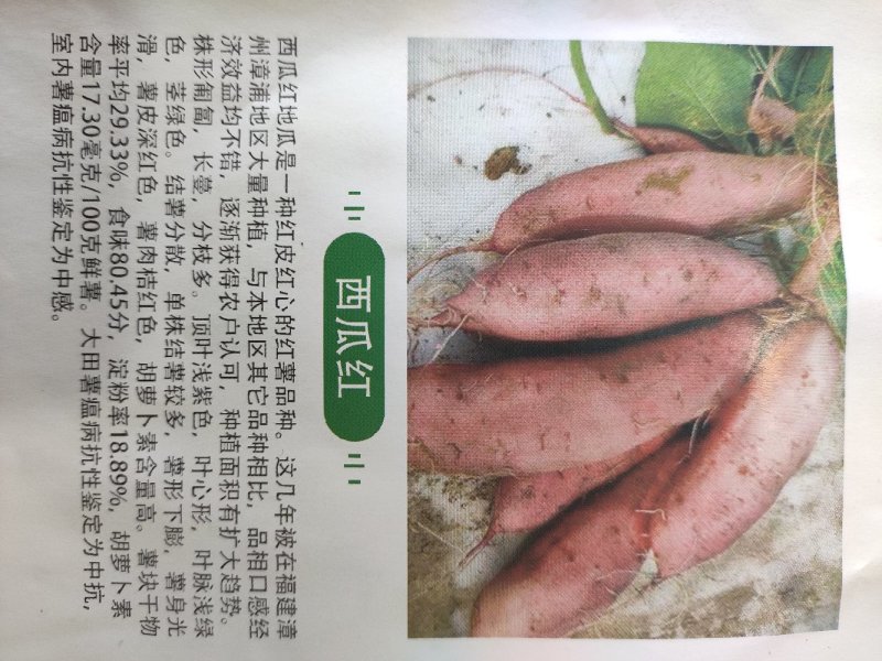 供应脱毒红薯苗商薯19批发价格便宜农科院定点培育基地