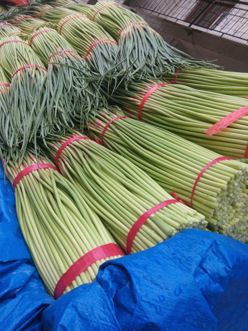 河南中牟红帽蒜薹大量上市产地直供保证质量合作共赢