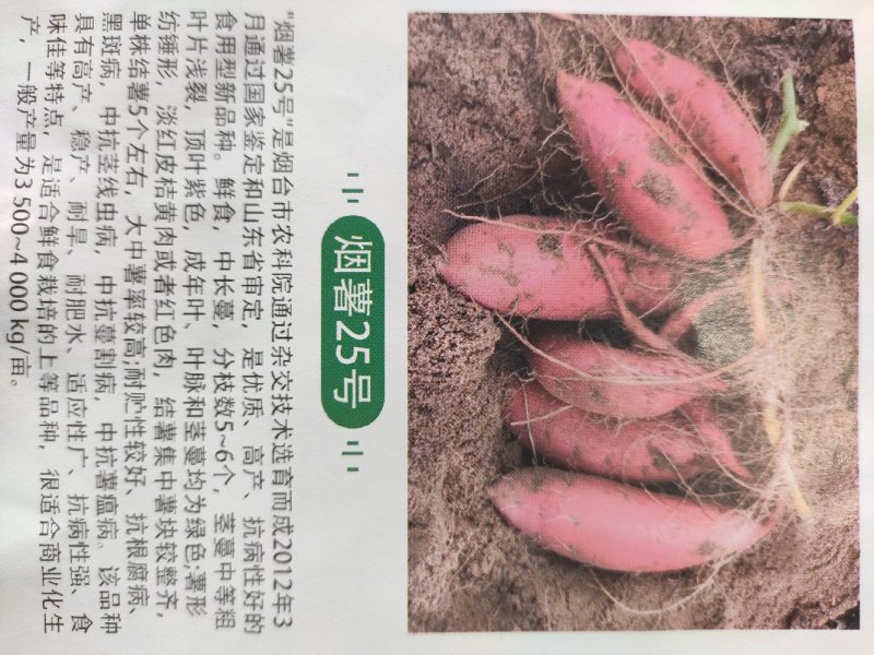 供应六鳌蜜薯红薯苗批发价格便宜，农科院定点培育基地
