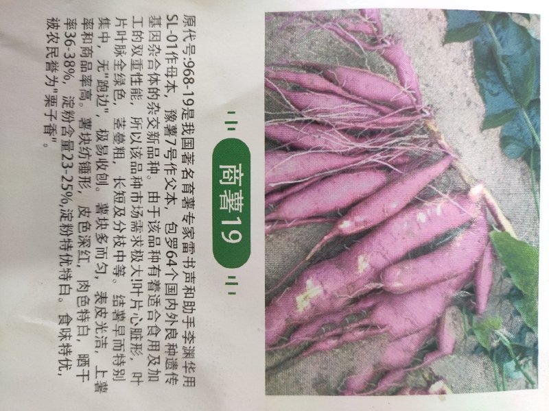 供应农科院-美国9408脱毒红薯苗，批发价格便宜。