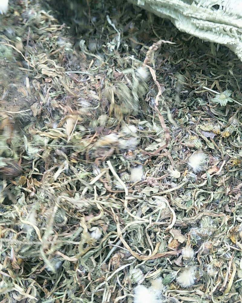 蒲公英，常年批发供应蒲公英，量大从优