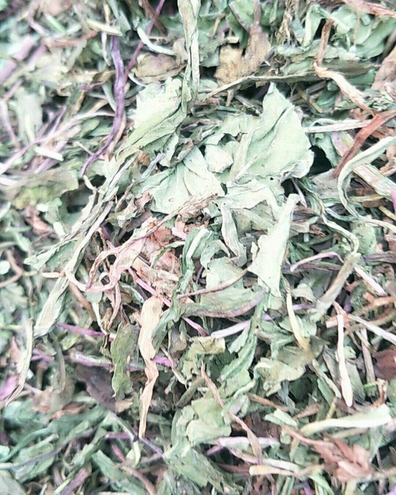 蒲公英，常年批发供应蒲公英，量大从优