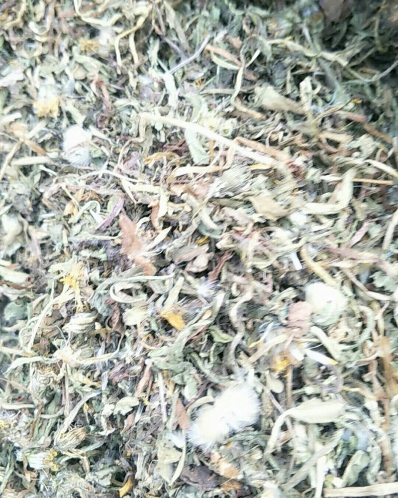 蒲公英，常年批发供应蒲公英，量大从优