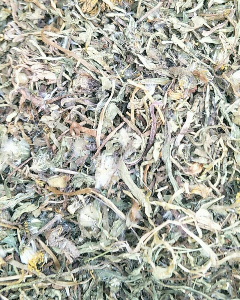 蒲公英，常年批发供应蒲公英，量大从优