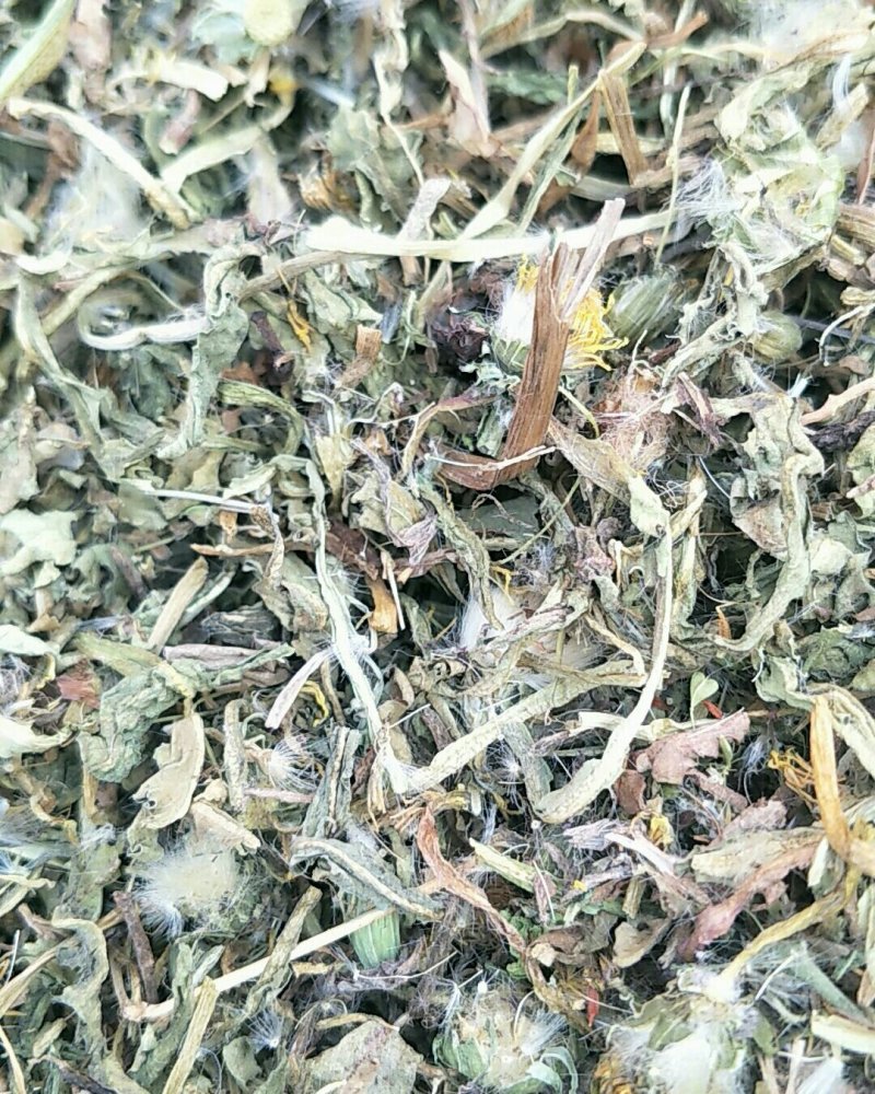 蒲公英，常年批发供应蒲公英，量大从优