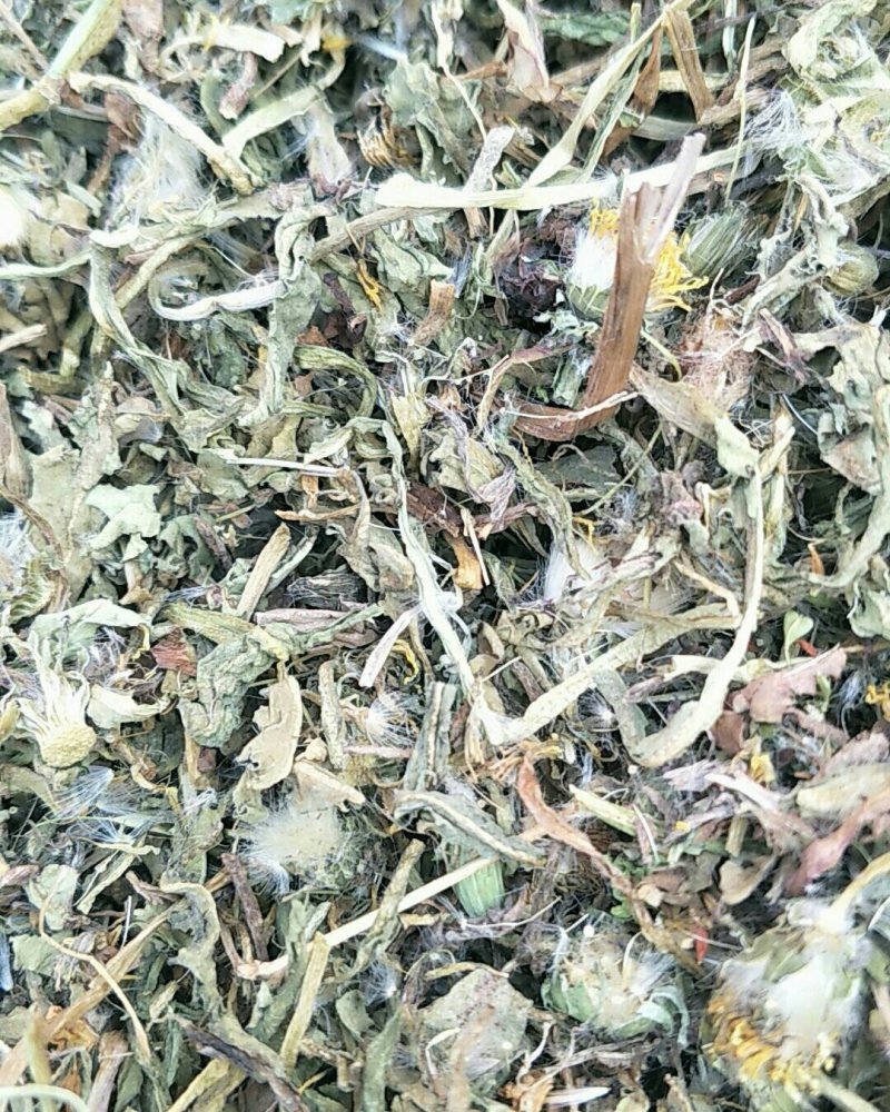 蒲公英，常年批发供应蒲公英，量大从优
