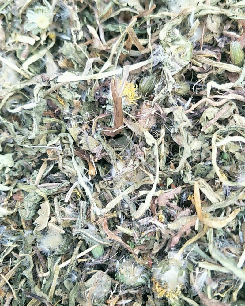 蒲公英，常年批发供应蒲公英，量大从优