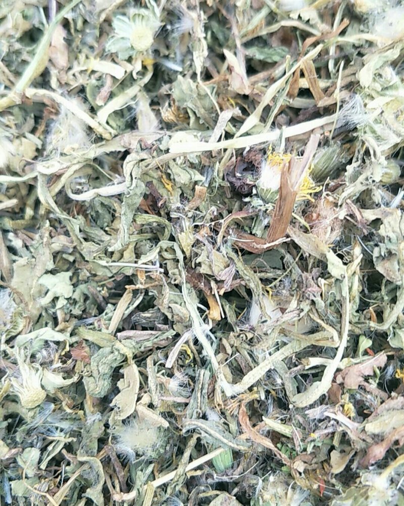 蒲公英，常年批发供应蒲公英，量大从优