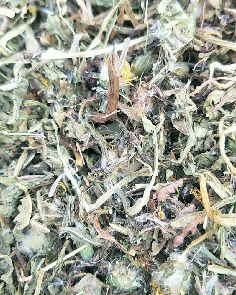 蒲公英，常年批发供应蒲公英，量大从优