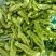 青椒薄皮301