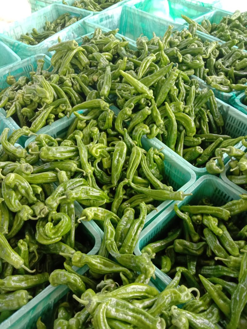 青椒薄皮301