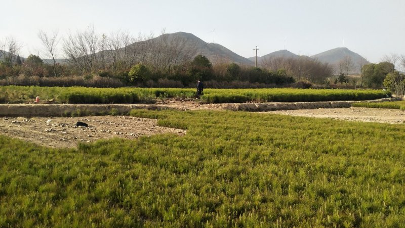5O厘米13x15杯苗，16x16杯，