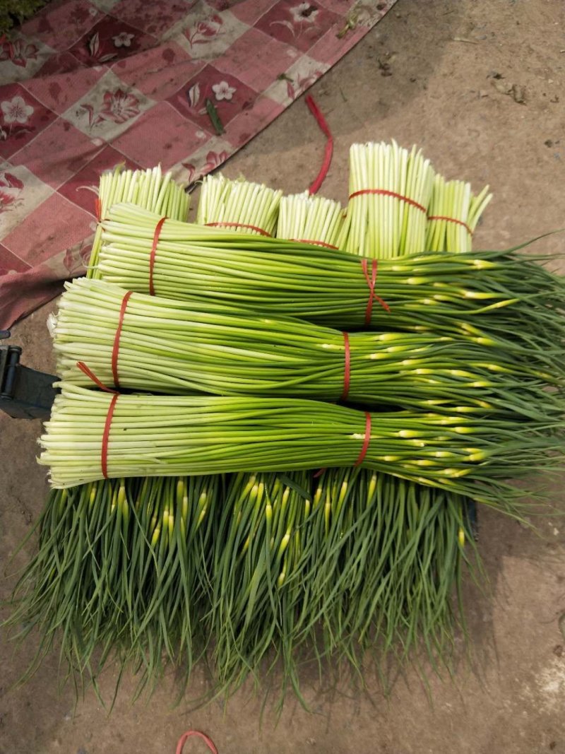 亳州市谯城区张店乡白帽蒜苔小量上市了，一次合作，终生朋友