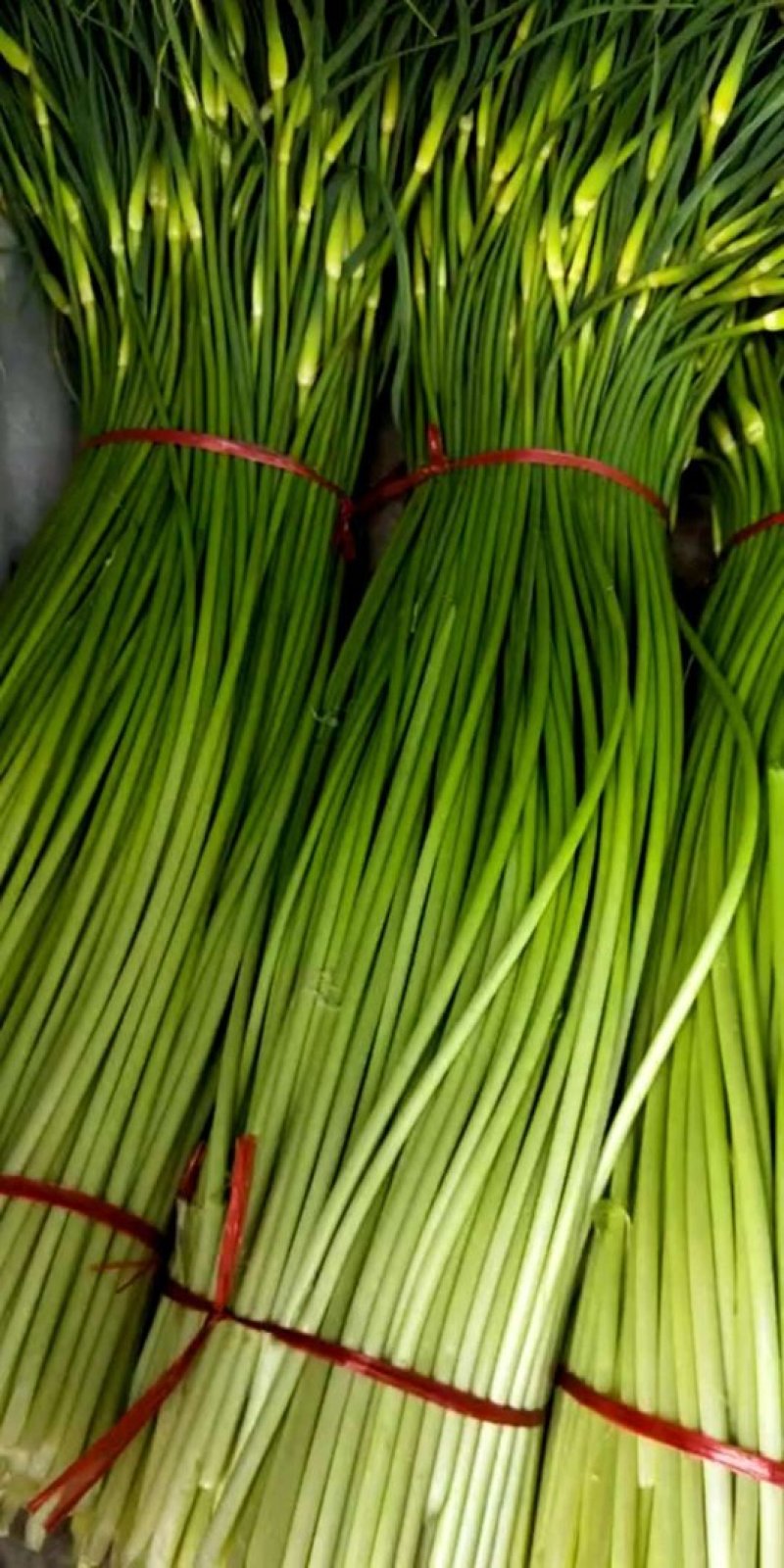 亳州市谯城区张店乡白帽蒜苔小量上市了，一次合作，终生朋友