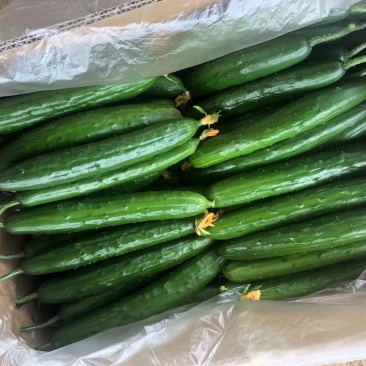 精品油皮小黄瓜鲜花带刺大量上市