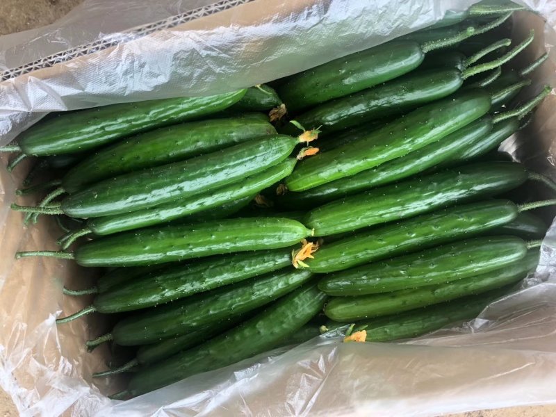 精品油皮小黄瓜鲜花带刺大量上市
