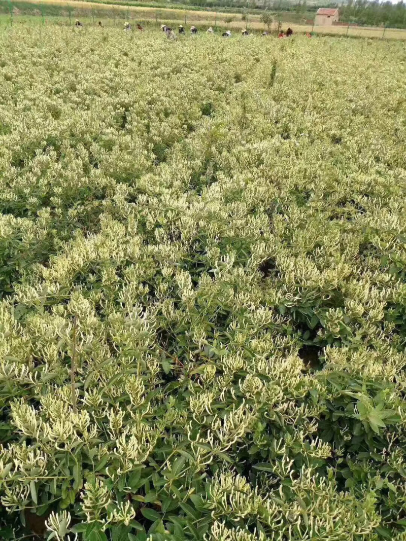 艺源金银花，枸杞树种植园