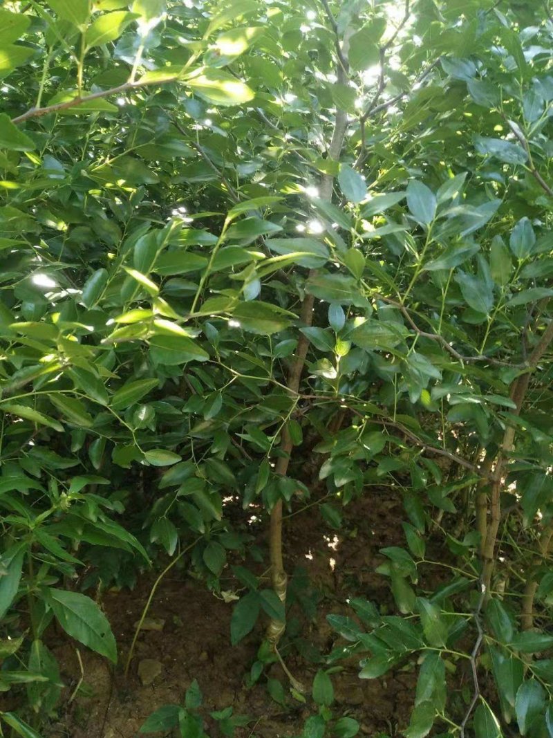 沙枣树苗包质量包成活包运费