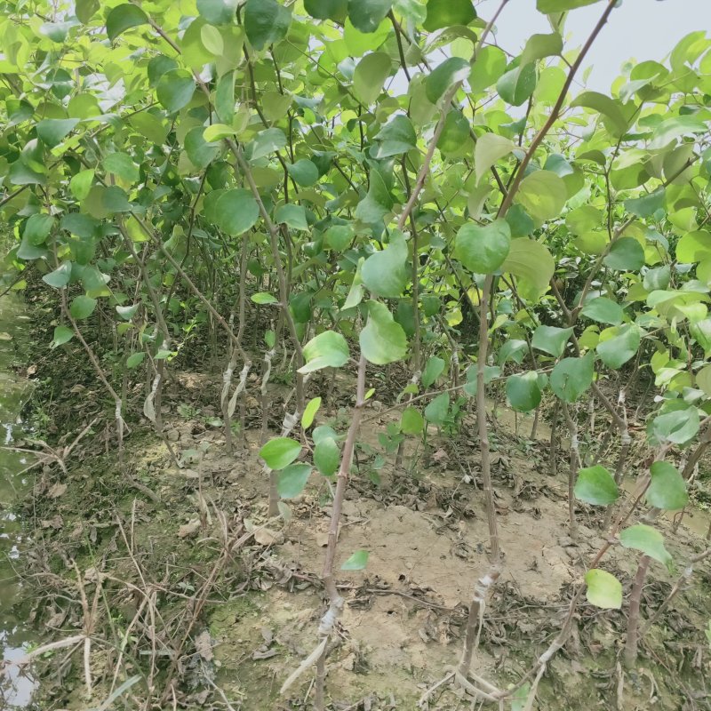 枣树苗基地直供/包成活率包技术指导/死苗断苗免费补发