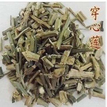 穿心莲中药材批发产地直销量大