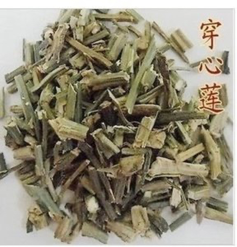 穿心莲中药材批发产地直销量大