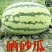 [火热销售]陕西蒲城万亩优质金城五(硒砂瓜)一手货源